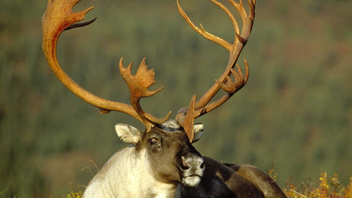 Дикий горный кабан муфлон