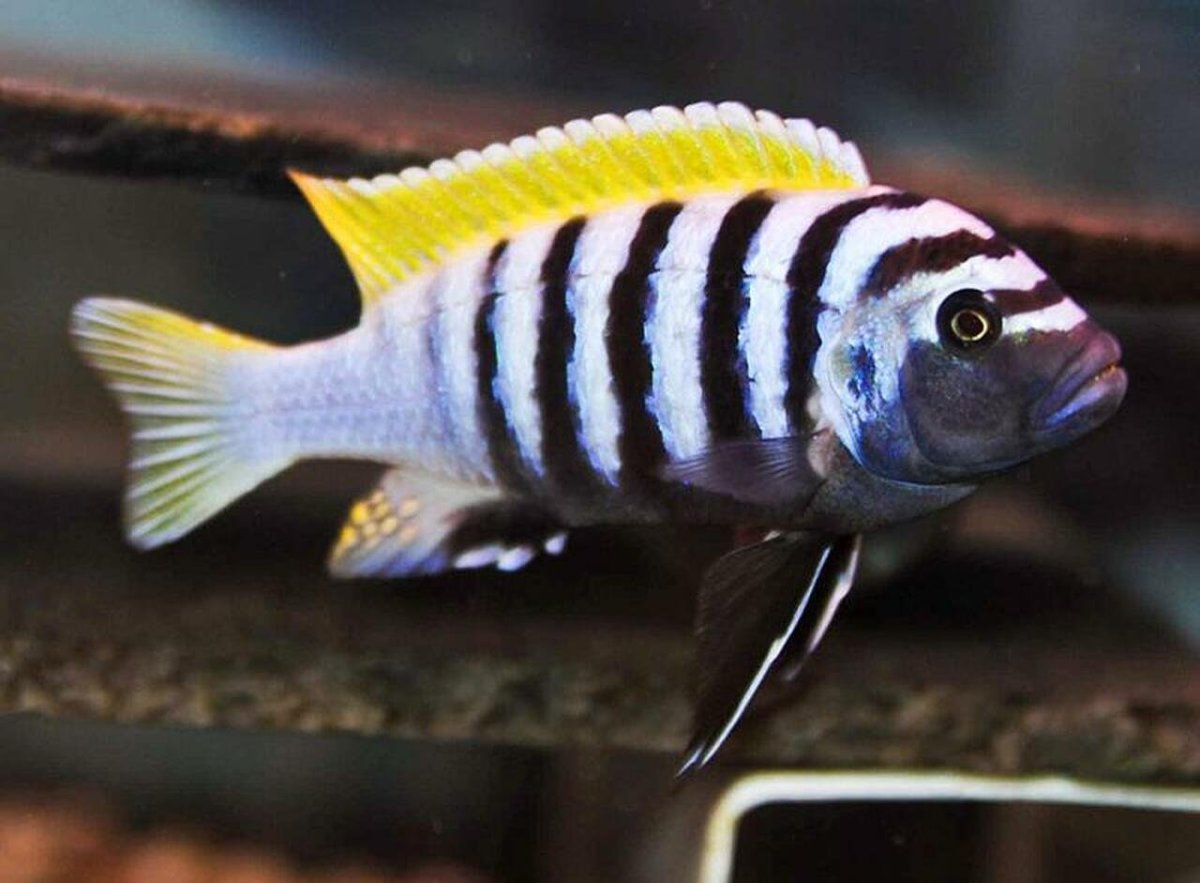 Зебра Мбуна цихлиды