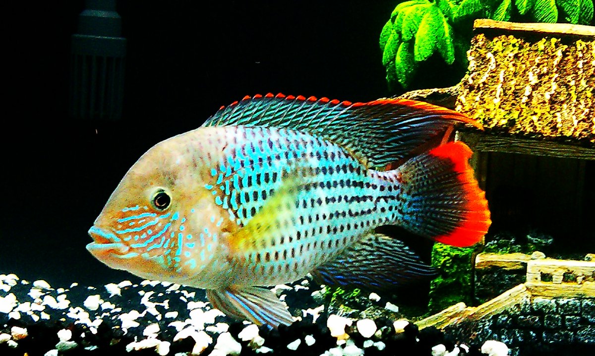 Цихлазома акара бирюзовая