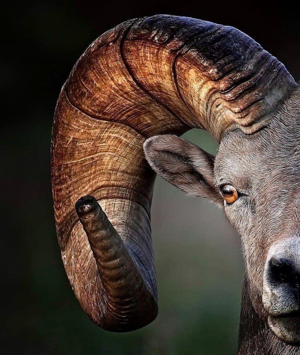 Лань с ветвистыми рогами