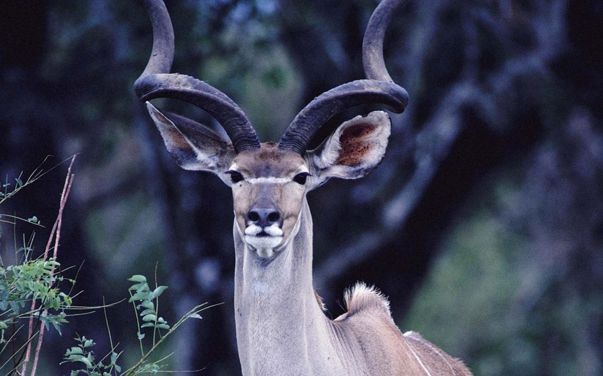 Рога газели