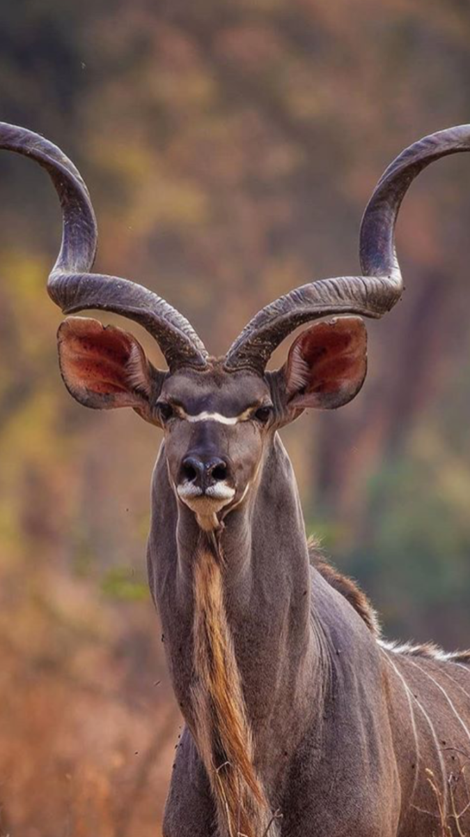 Бунин густой зеленый ельник