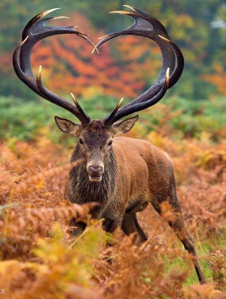 Керинейская Лань