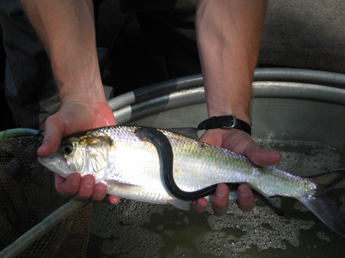 Речная минога Пресноводная рыба