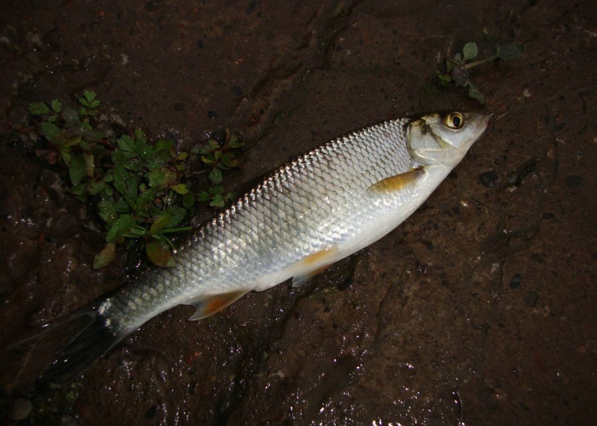 Елец-Мохтик рыба