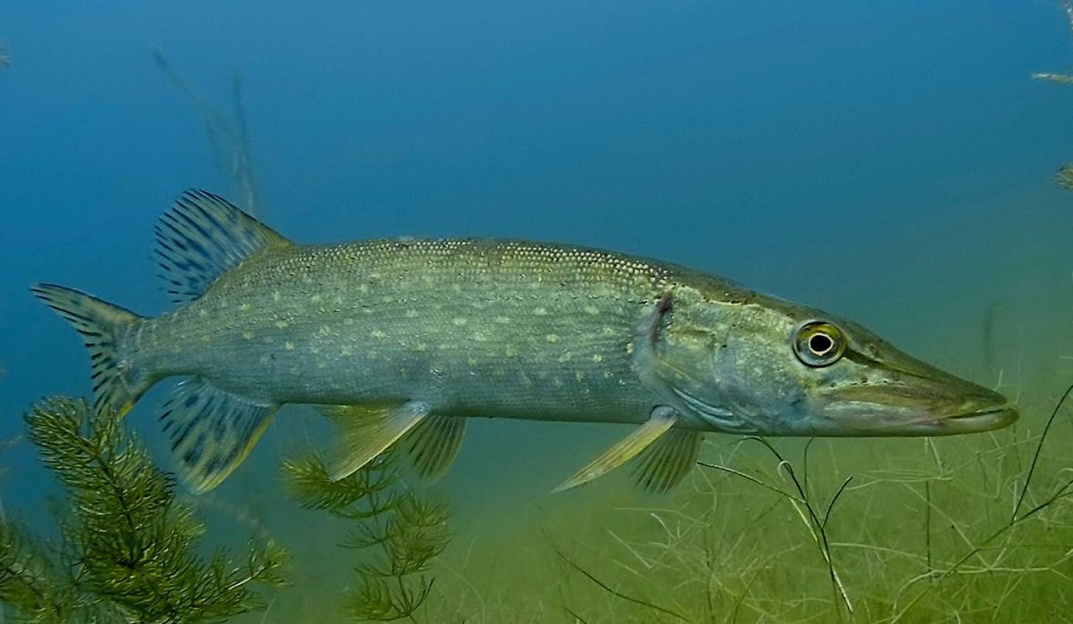 Обыкновенная щука (Esox Lucius)