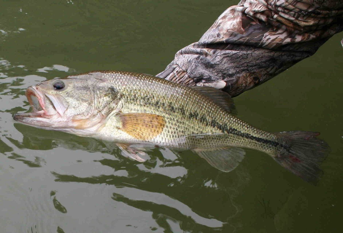 Американский Большеротый окунь
