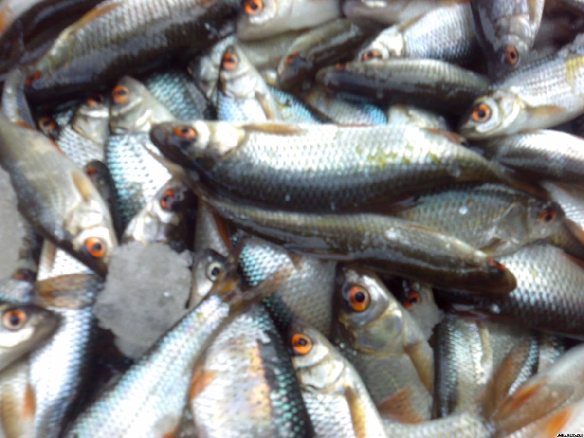 Рыба Чабак или чебак