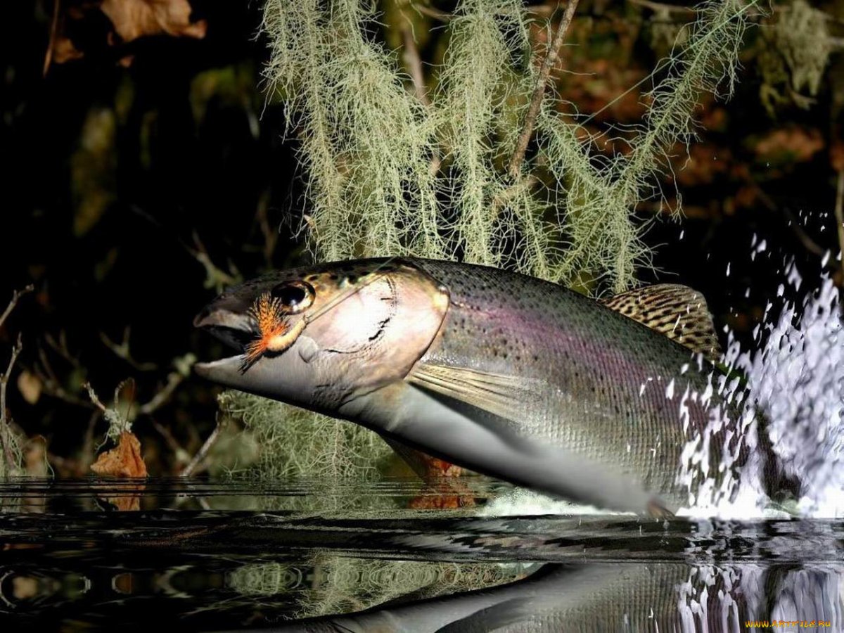 Форель Кохо