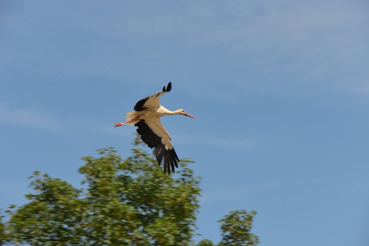 Аист в полете