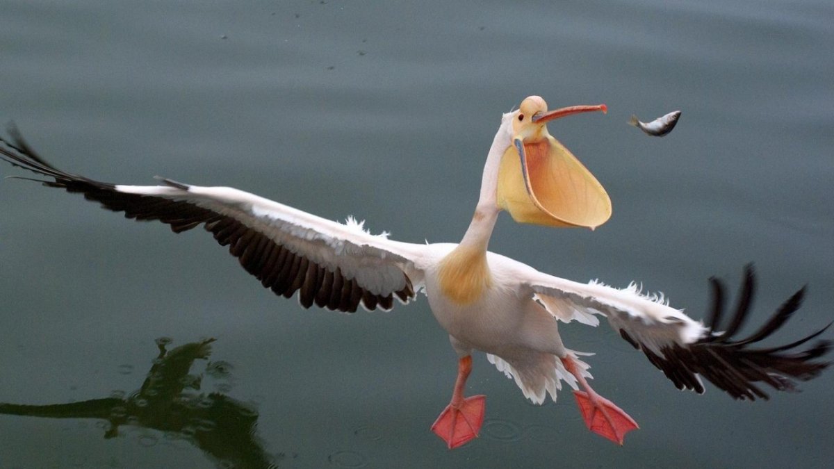 Пеликан в полете