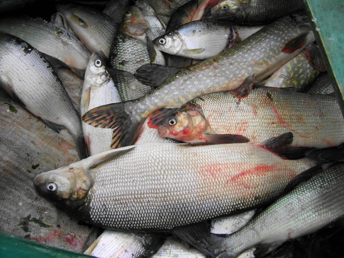 Рыба макрурус малоглазый