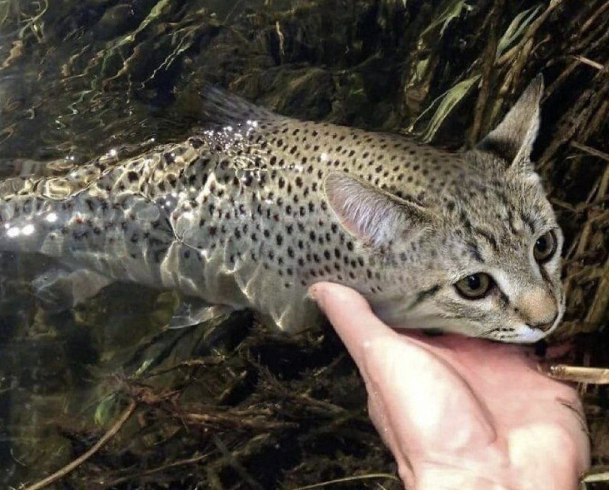 Рыба Песчанка морская