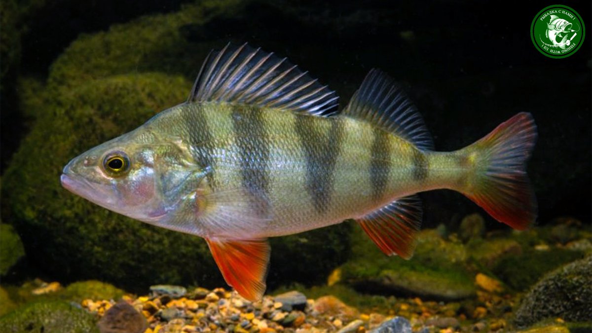 Лосось стальноголовый (Salmo gairdneri)