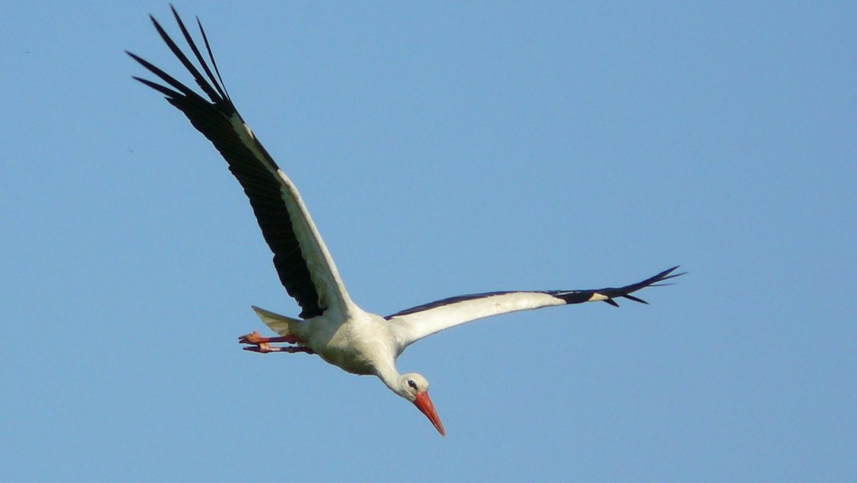 Белый Аист в полете