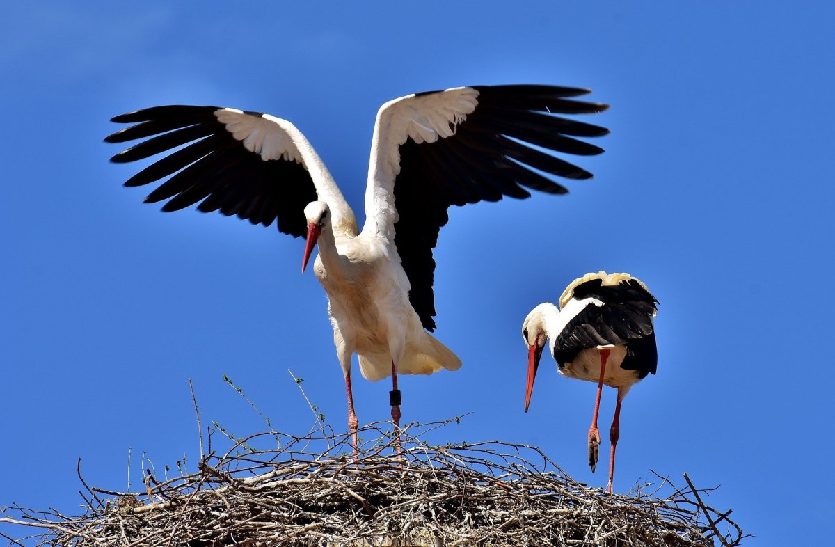 Красивый Аист