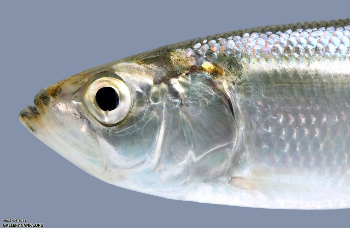 Голова рыбы