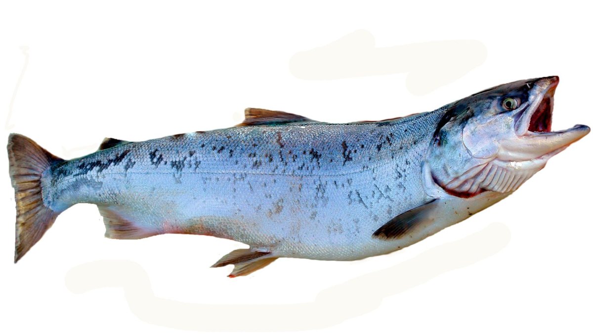 Краснопёрка рыба рисунок для детей