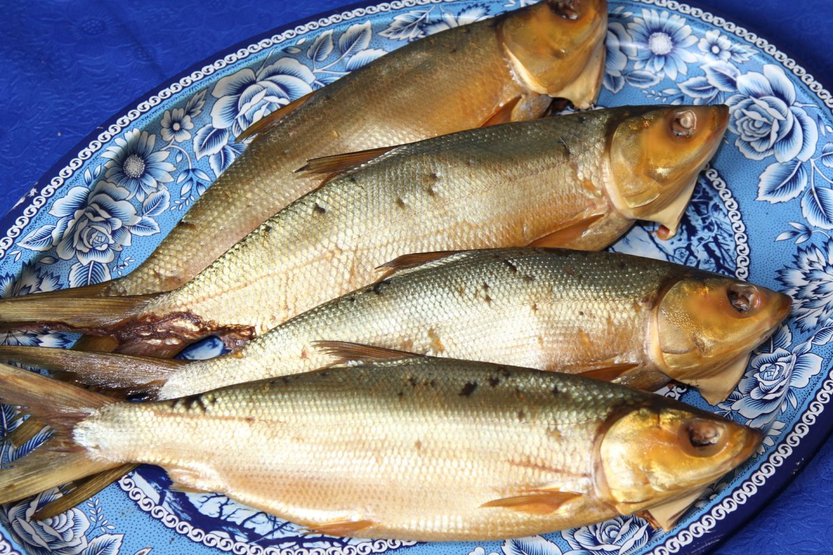 Пелядь, муксун