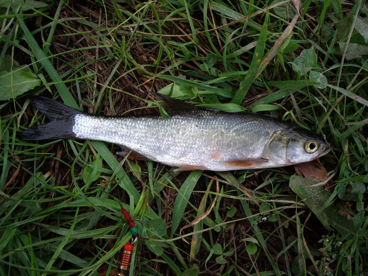 Елец-Мохтик рыба