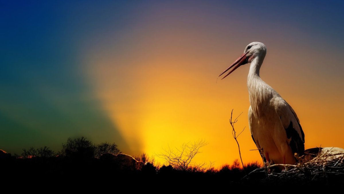 Одинокий журавль