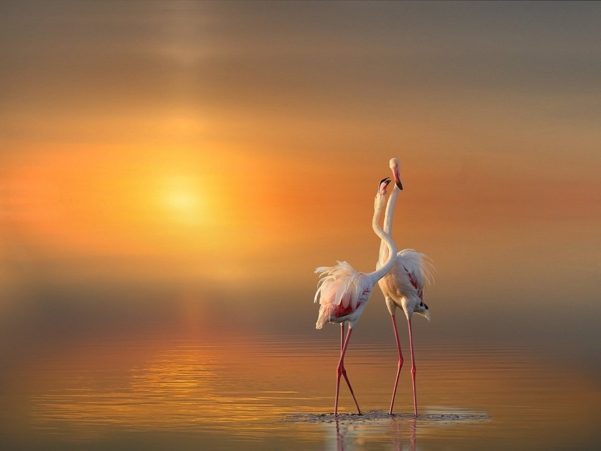 Фламинго на закате