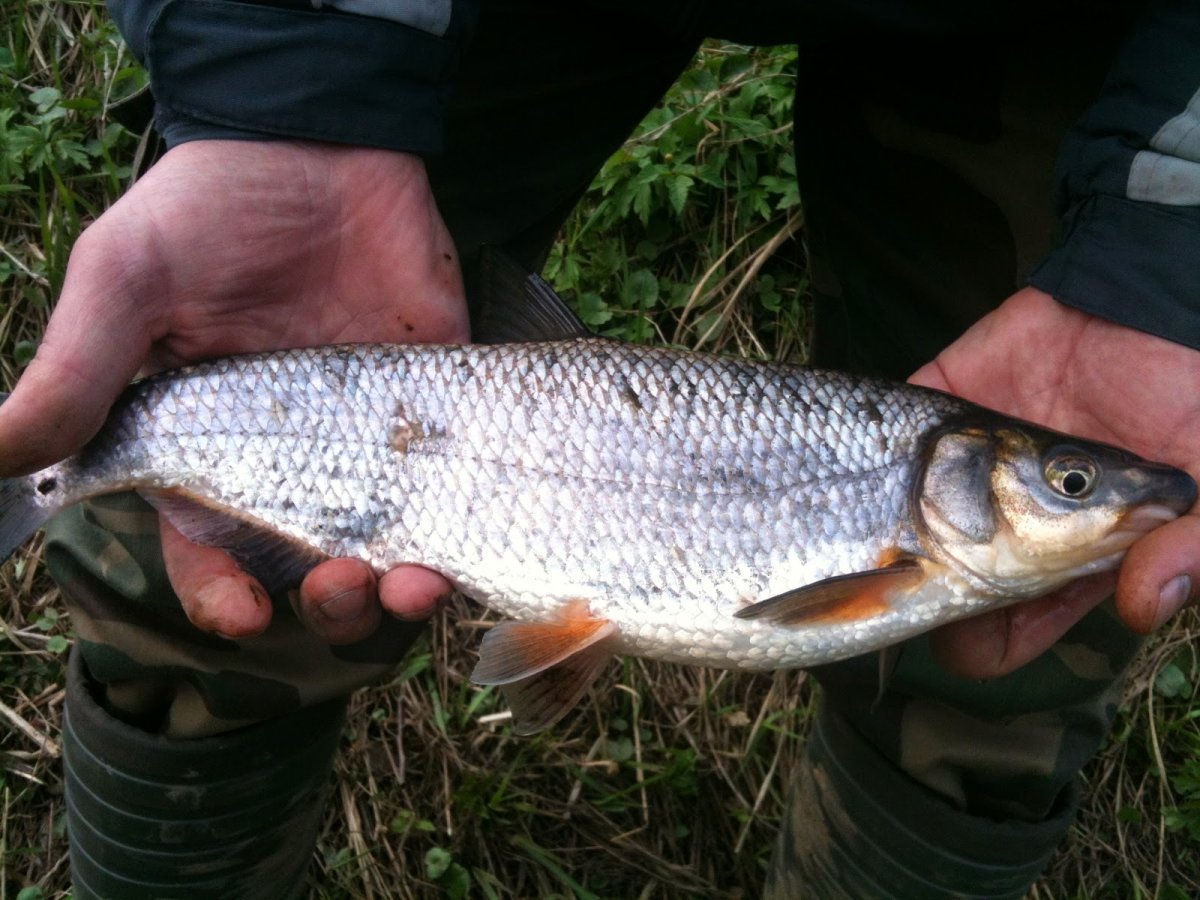 Подуст и рыбец