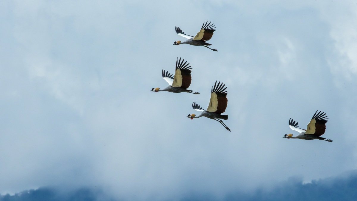 Полёт журавлей