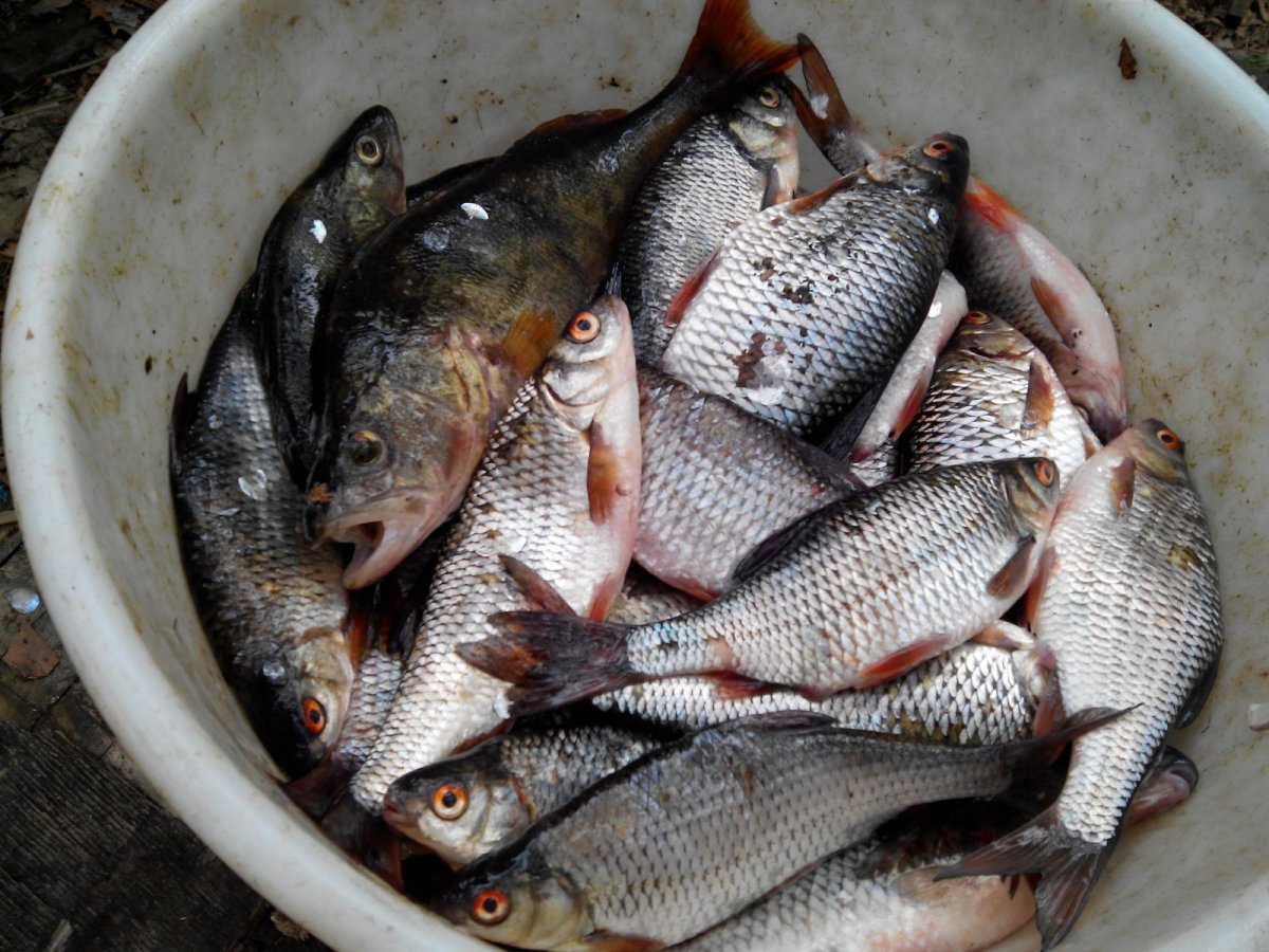 Махсир рыба