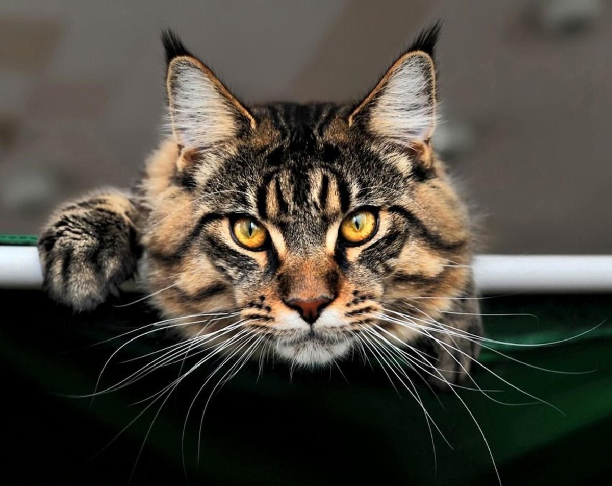 Мейн кун енотовидная кошка