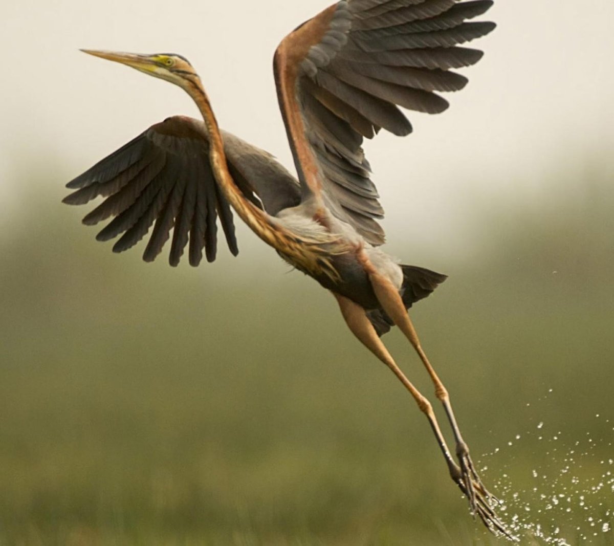 Стимфалийские птицы