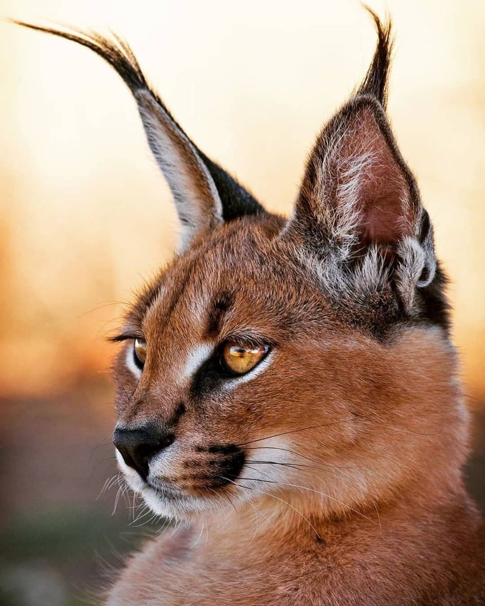 Каракал меланист