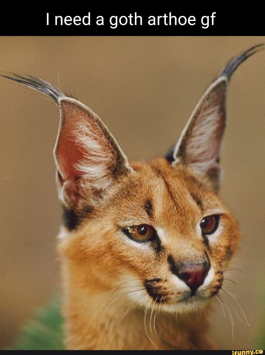 Животные с кисточками на ушах