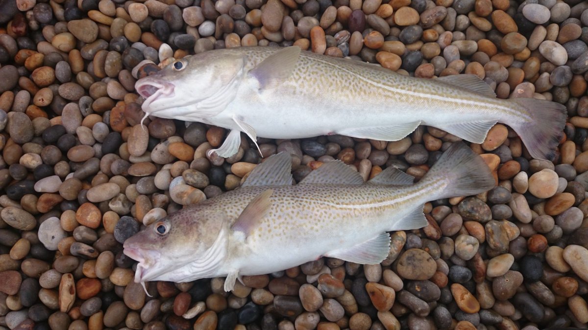 Пикша атлантическая