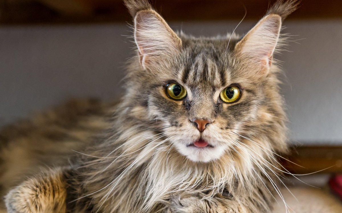 Мейн кун взгляд