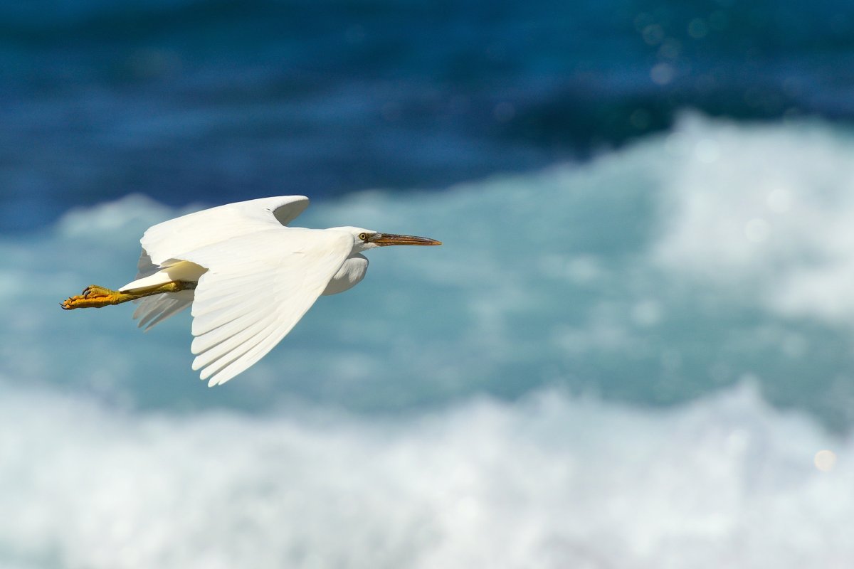 Полет птицы