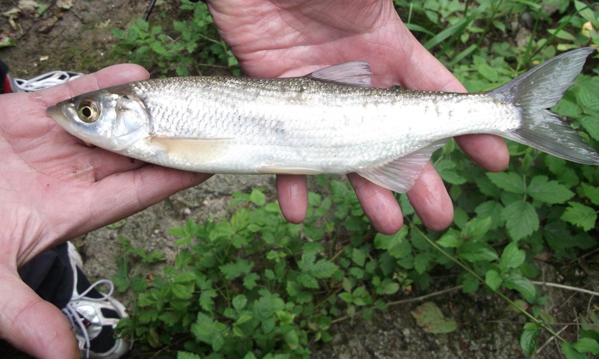 Донская рыба Шамайка