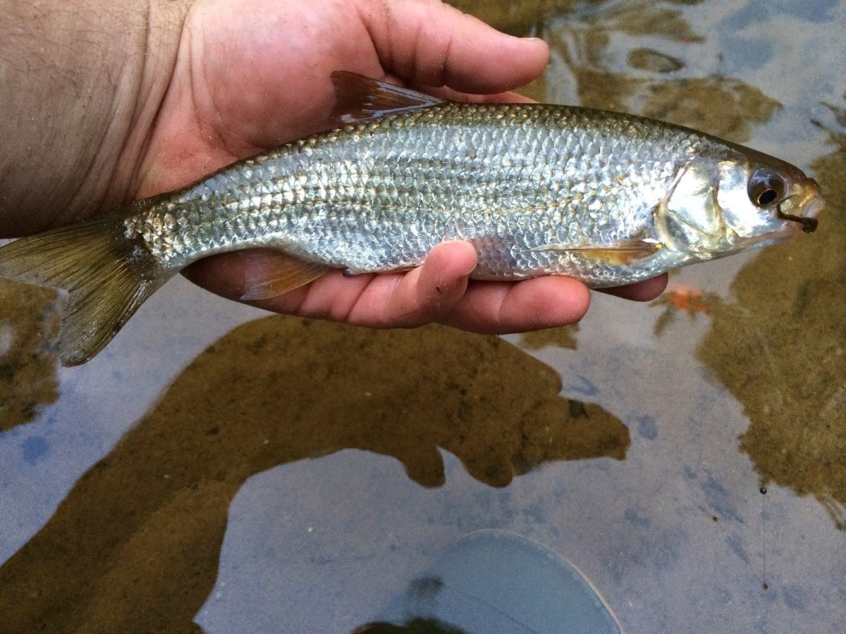 Мохтик рыба