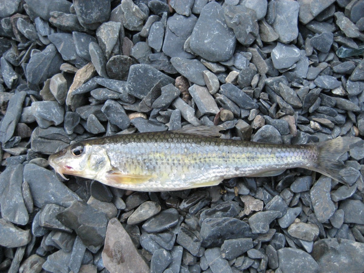 Рыбы реки Амур