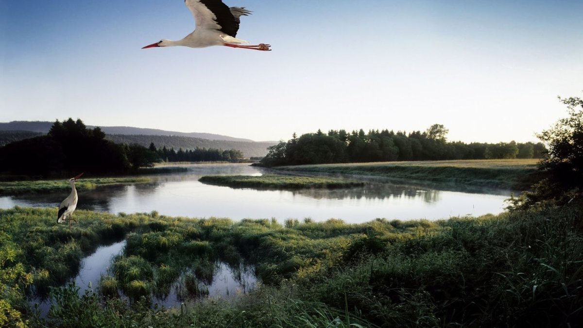 Обои с аистами