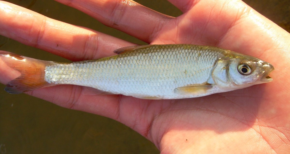 Елец-Мохтик рыба