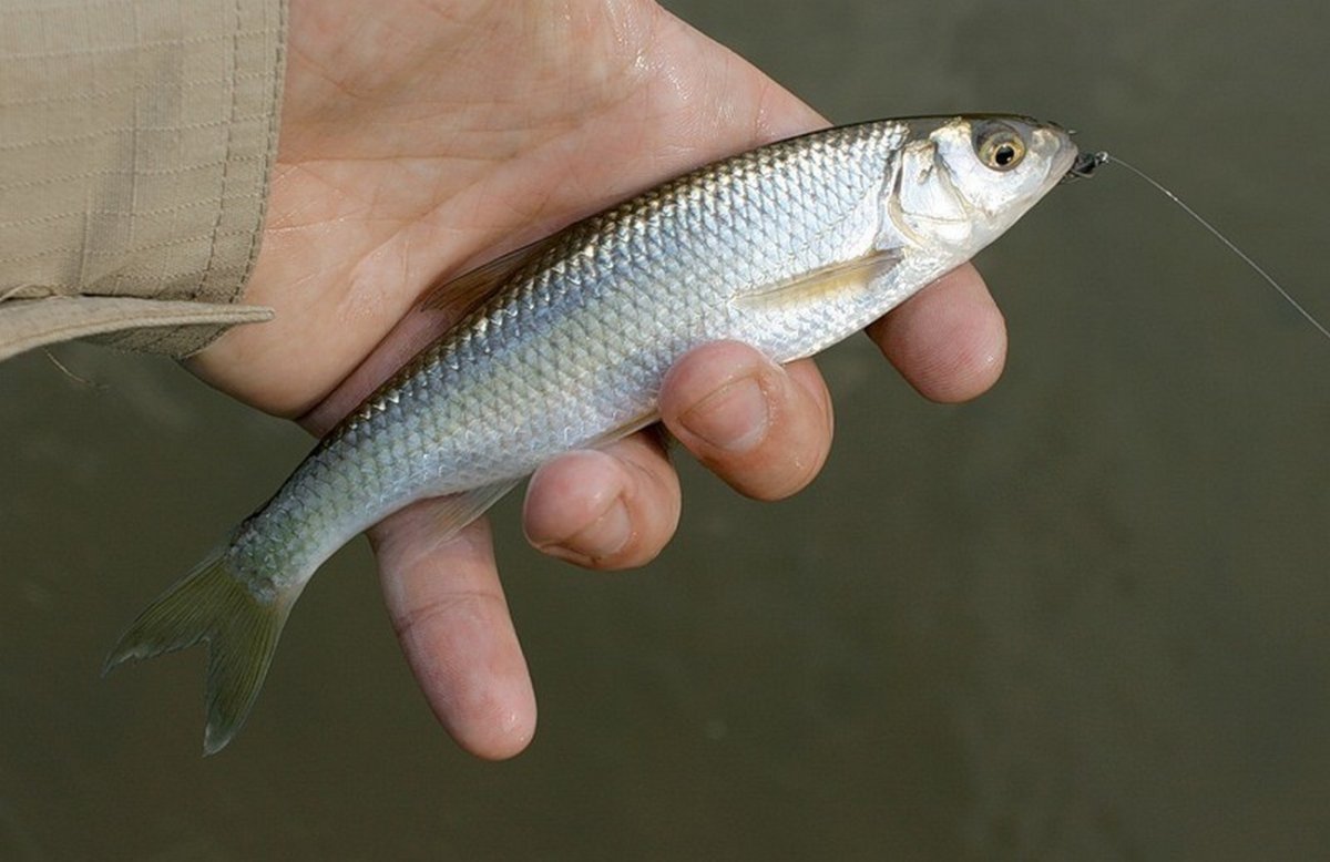 Елец рыба Елец