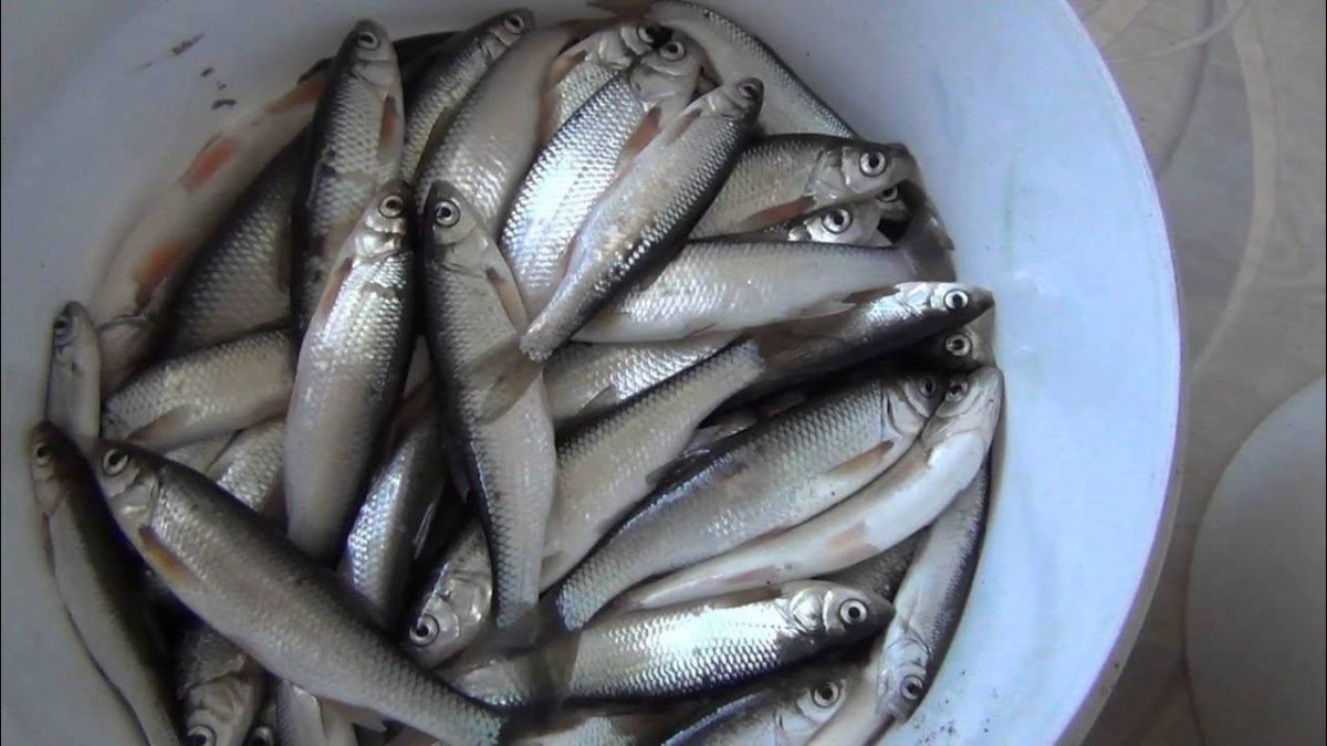 Сорога Мохтик