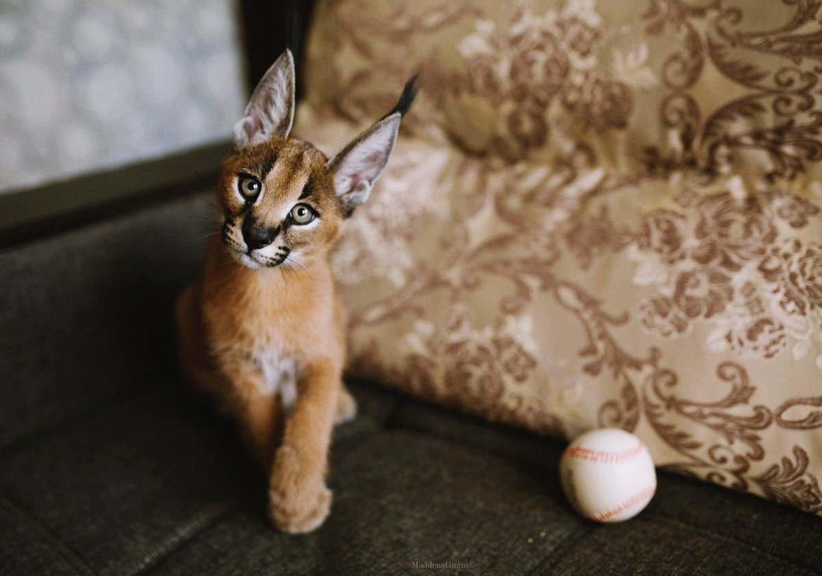 Каракал домашний