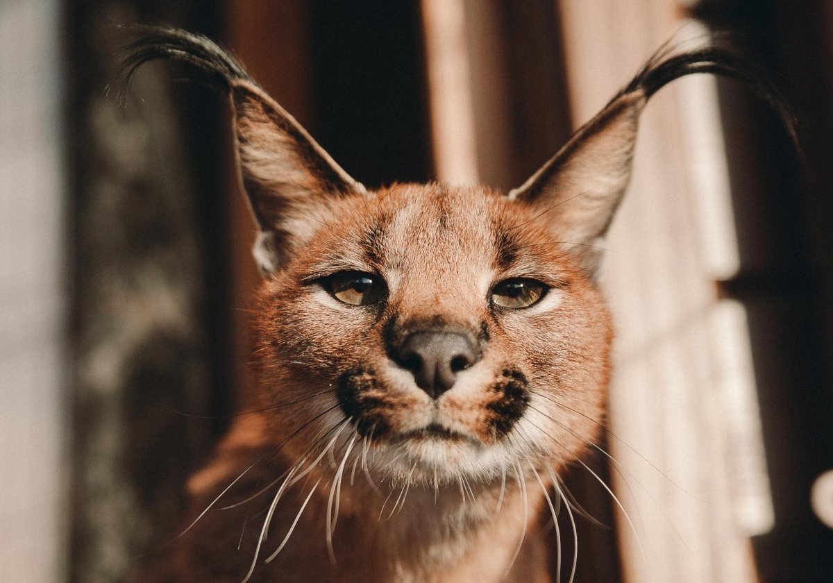 Каракал шлëпа