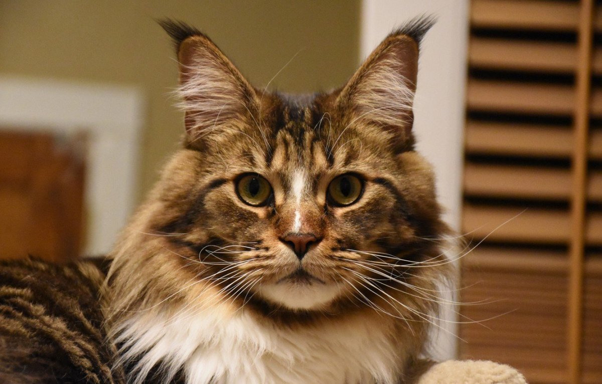 Шлепа и Мейн кун