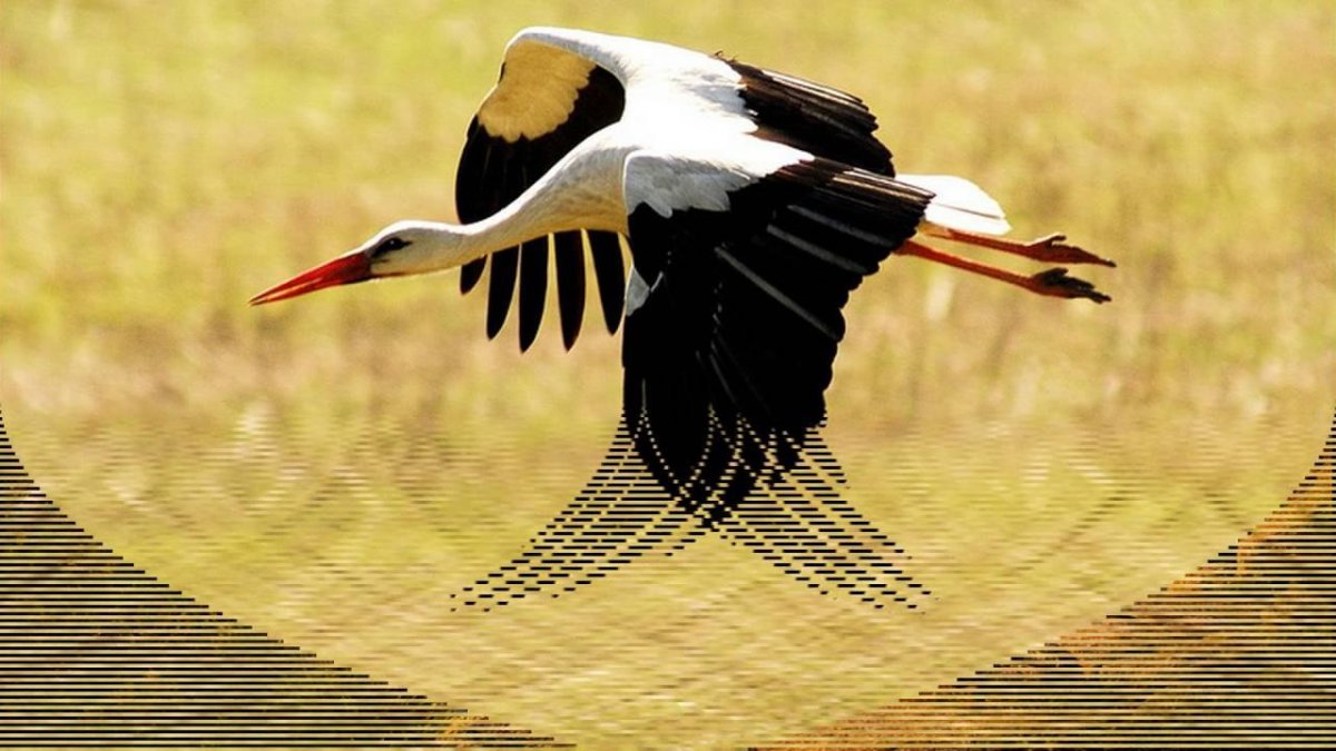 Полет аиста