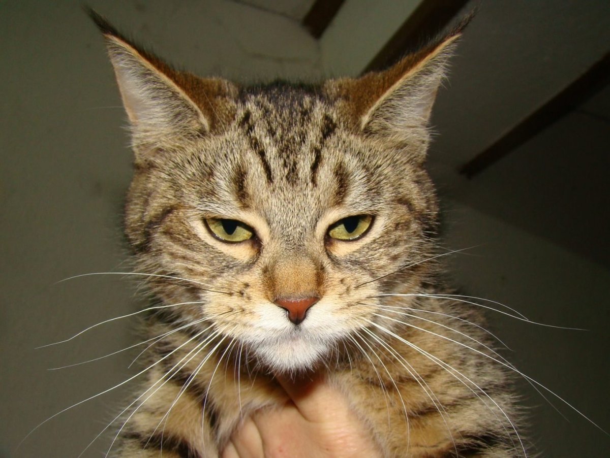 Порода кошачьих с кисточками на ушах