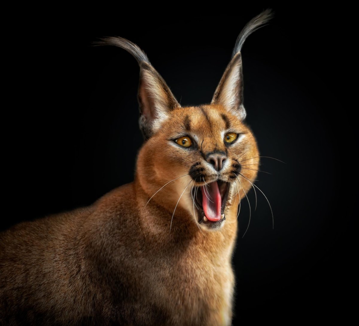 Каракал, пустынная Рысь