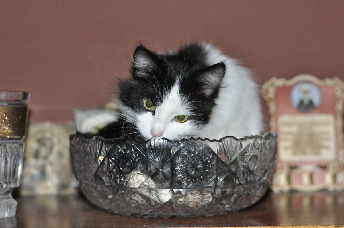 Коты в вазах